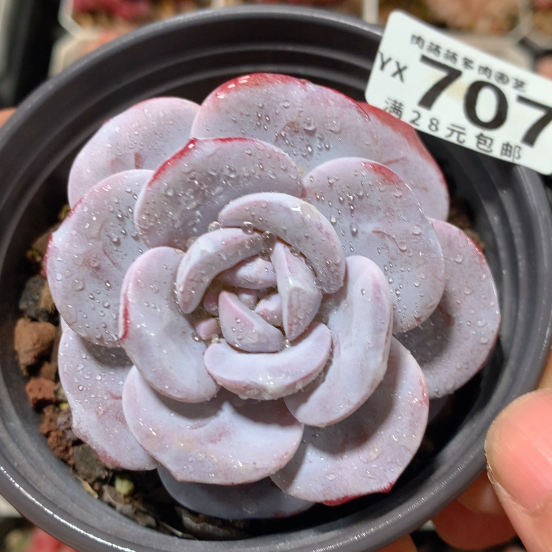 5CM拇指盆精控多肉YX707