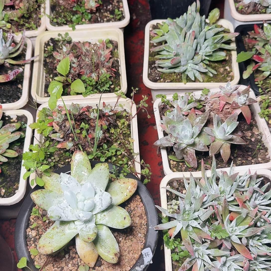 1327瑕疵四颗多肉