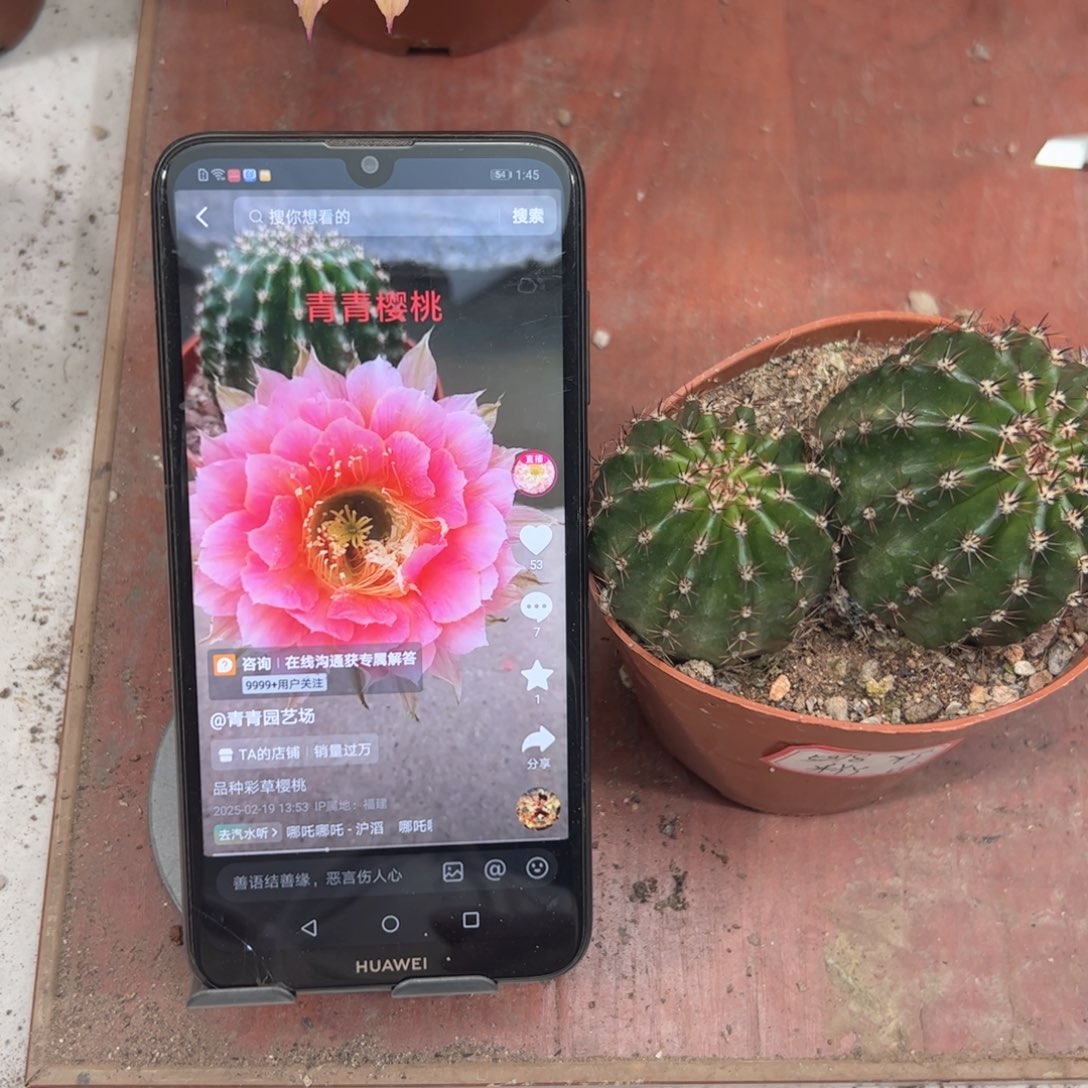 米*丫彩草樱桃两个头