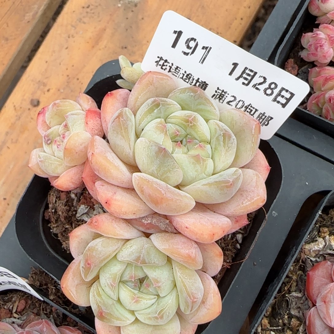 花语逸镜0128-191软糖