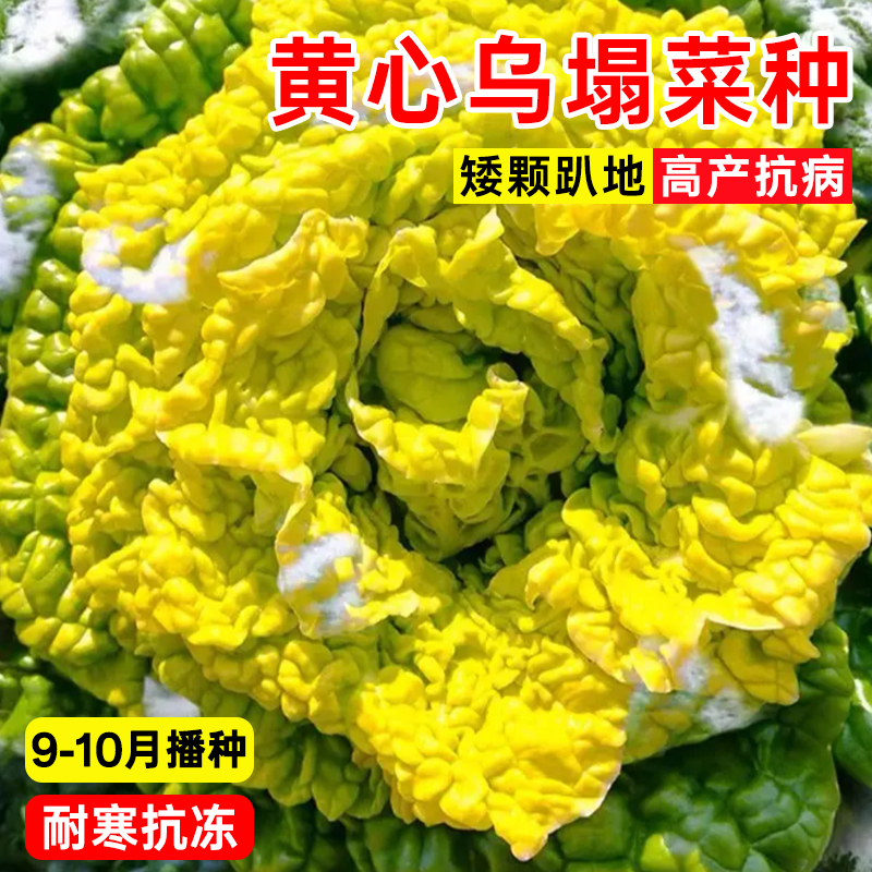 黄心乌塌菜淮南奶油黄心白菜青菜黑菜庭院阳台盆栽秋冬季蔬菜种子