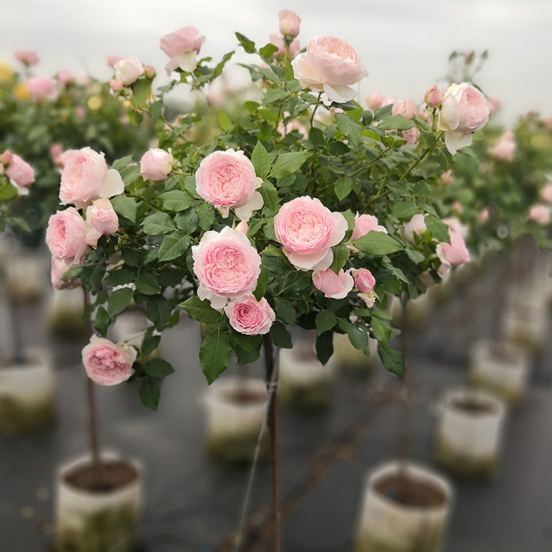 【带花苞发】粉色龙沙宝石嫁接月季大花浓香型地栽盆栽四季开花