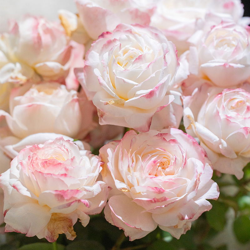 天狼月季 雪媚娘 自育月季杂交茶香月季阳台庭院易养