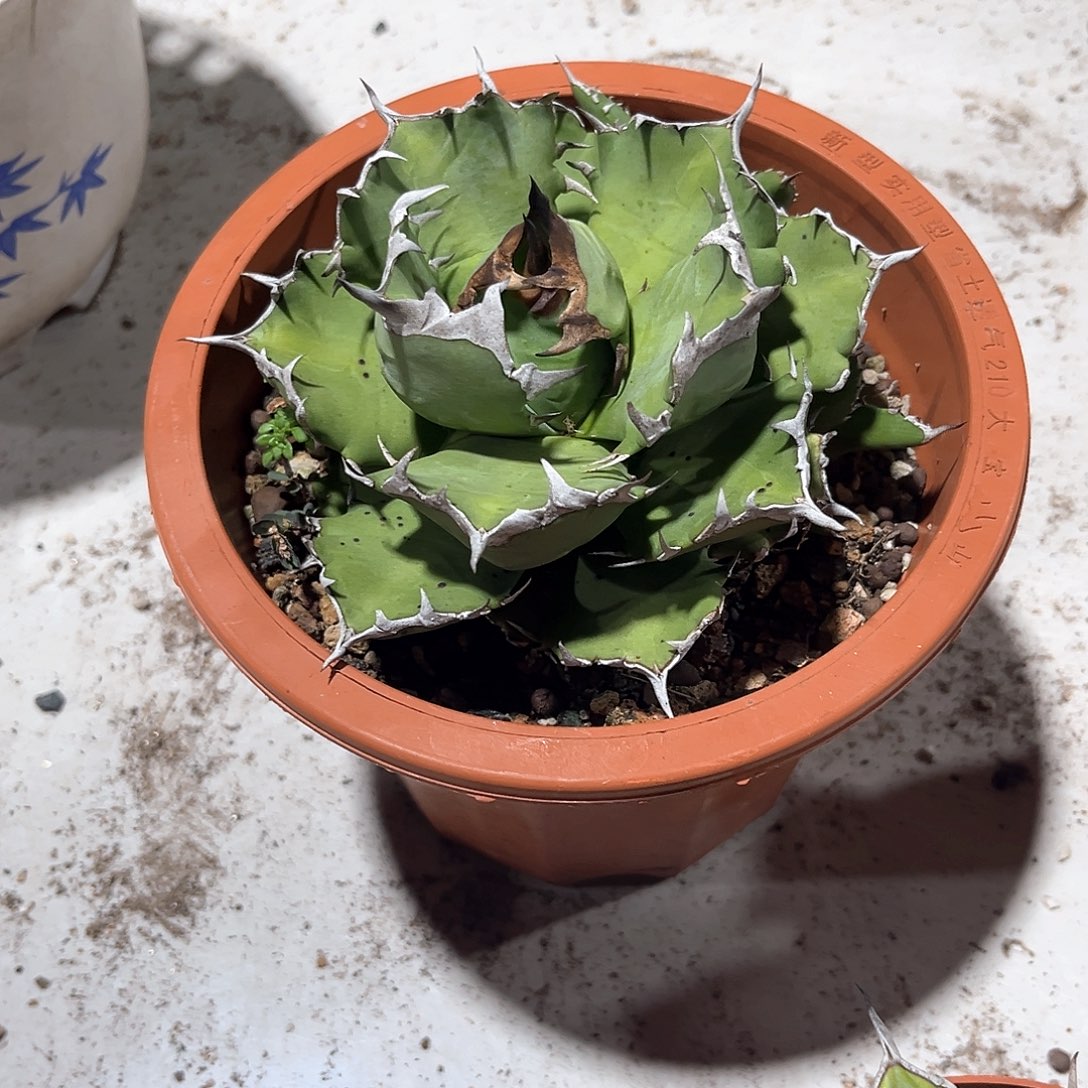 董*婷姬仁王冠福利30米