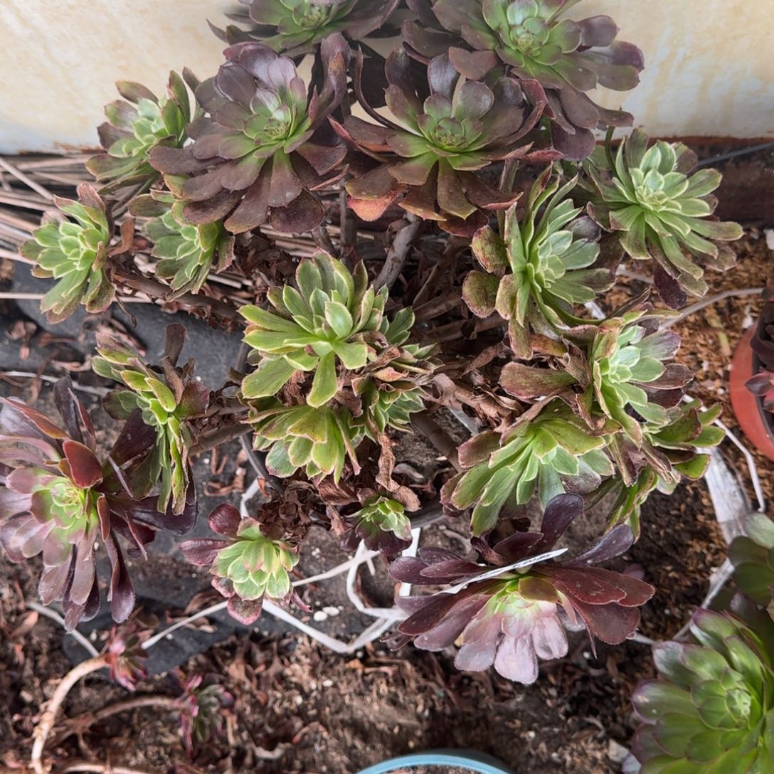 法师雪浪3956 19-6