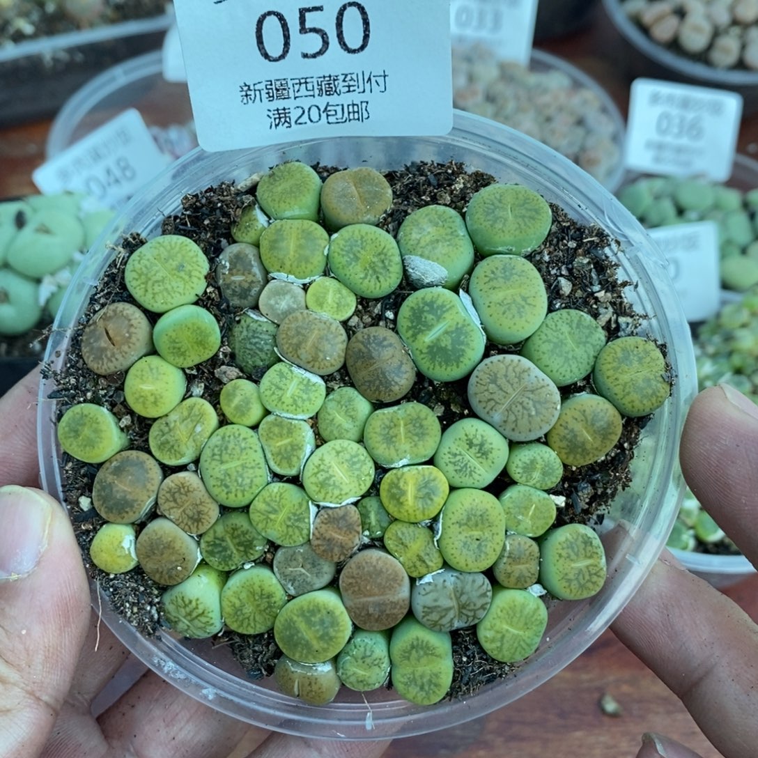 多肉蛋炒饭感谢您相伴050