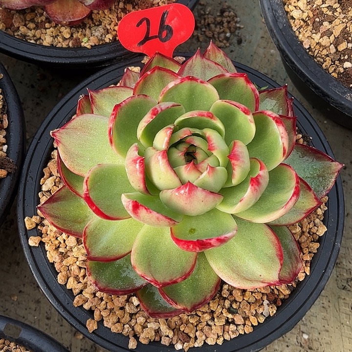 惊鸿仙子一物一拍