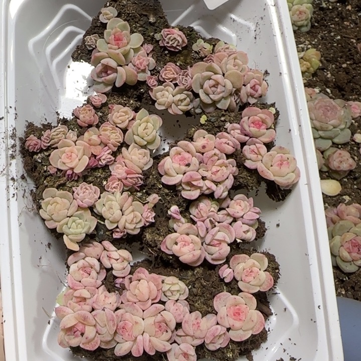 84号王者系列多肉一盒