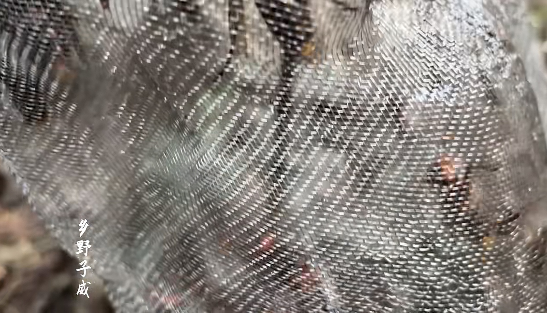钢丝网虎头蜂袋收蜂袋