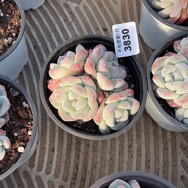 阿雅园艺。      3830