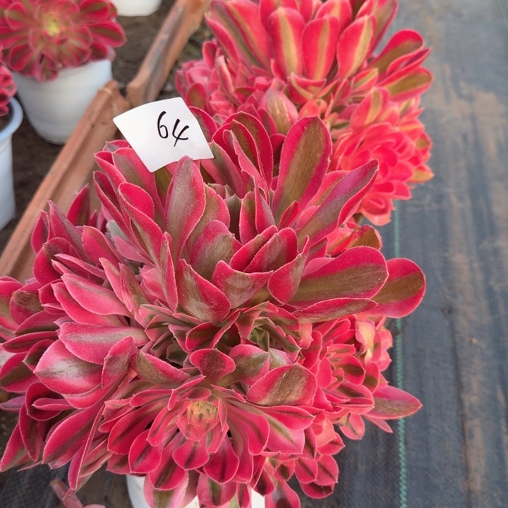 粉女巫法师一颗64