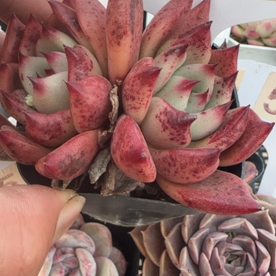 425 一物一拍多肉