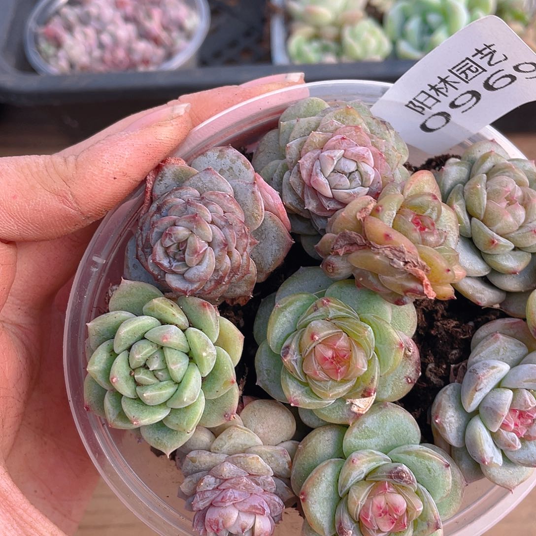 多肉植物多肉植物969