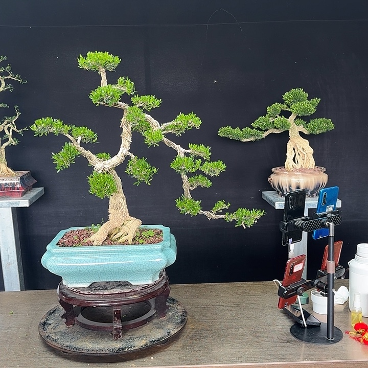 无花朵广东皱皮雀舌黄杨