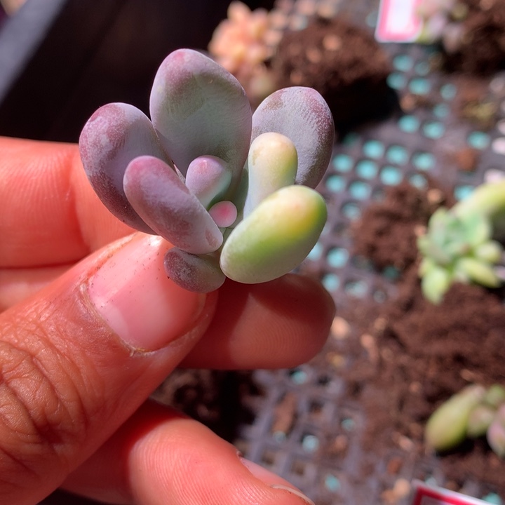 奶酪锦拉丝锦锦锦锦