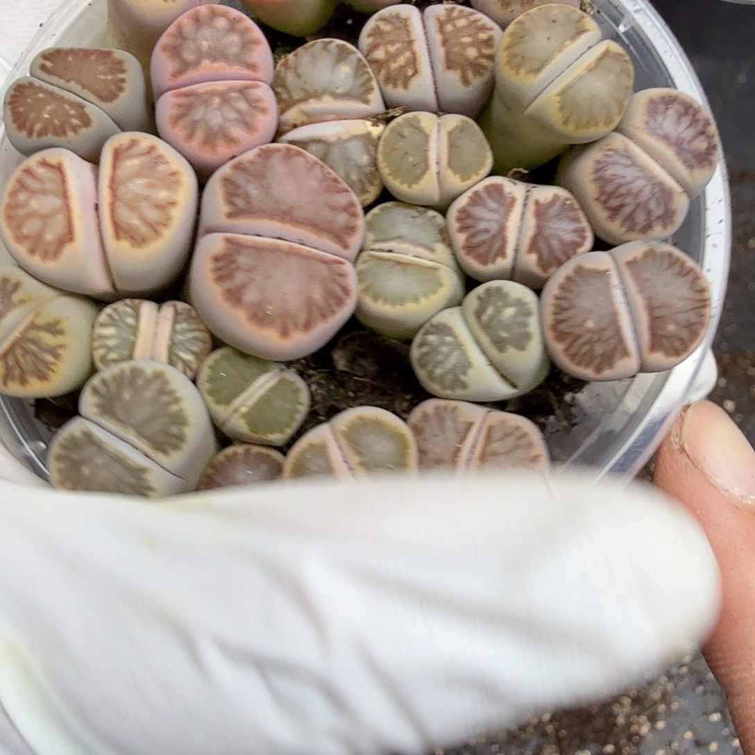 你也快回来吃饭哈哈268