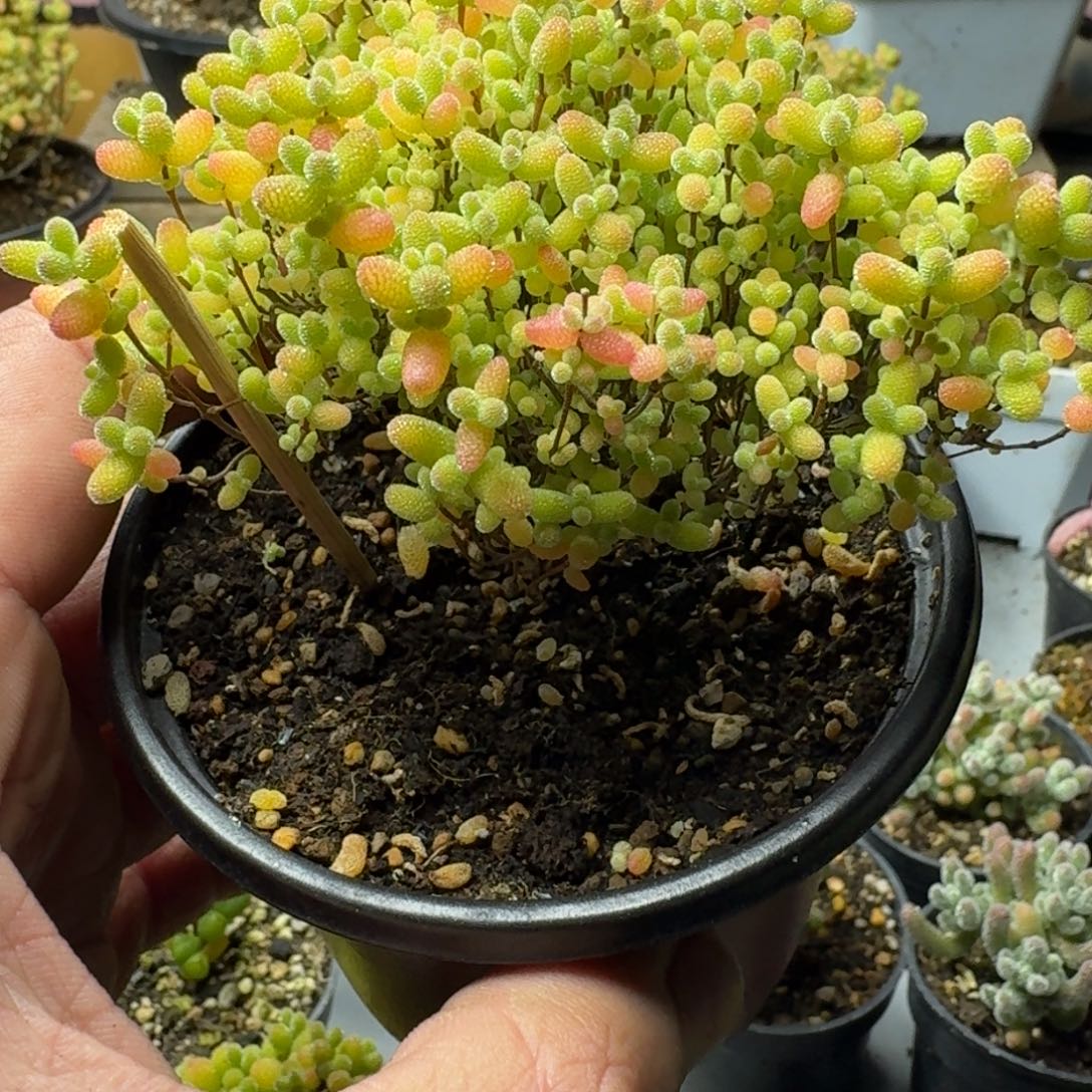 蜜橘 多肉植物枝干番杏