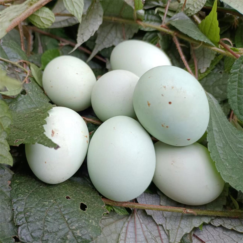 【贵州 绿壳鸡蛋】现捡现发 破损包赔