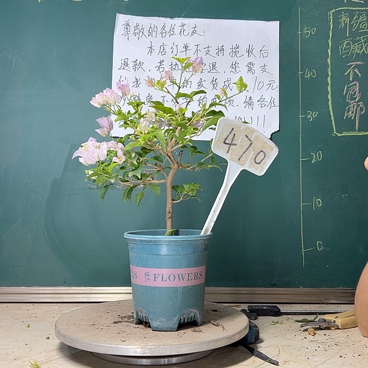 当前无花栽培后可以开花 丽娜  470