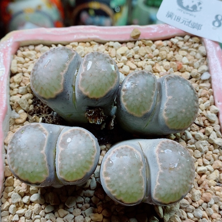 生石花花花花花花819