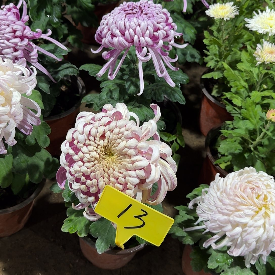 当前无花栽培后可以开花13无售后