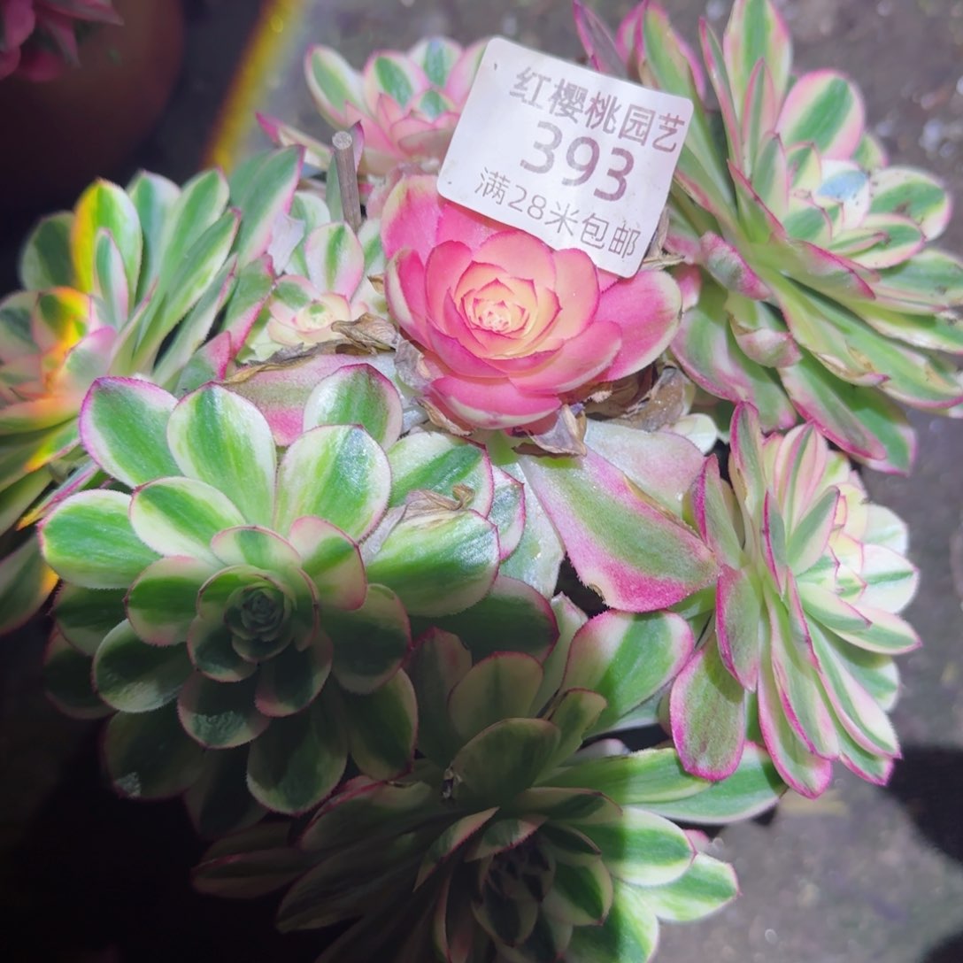 海仙法师多肉393