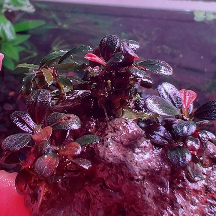 福利22号福利价植物一头