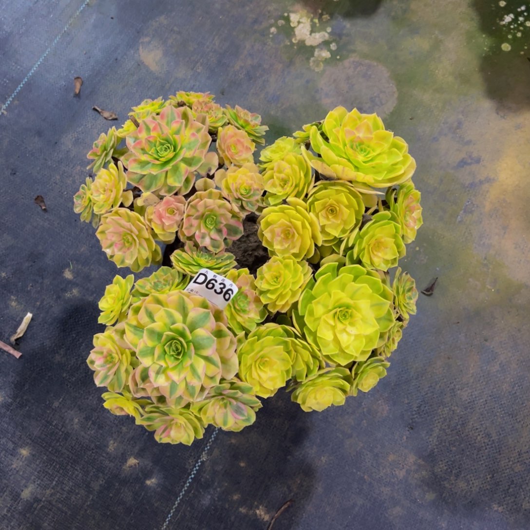 63600雨荷福利可以拍