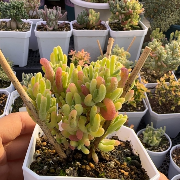 ****279-钻石黄锦植物枝干