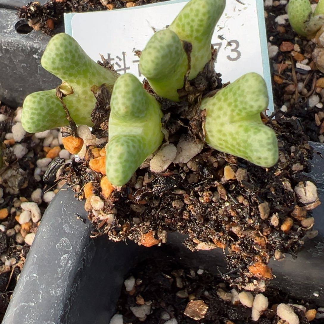 30-73鹿角斑马多肉植物