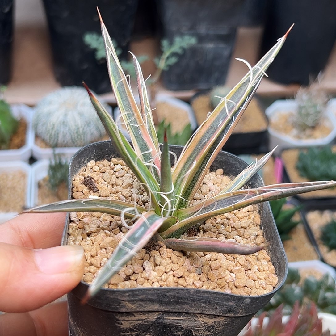 乱雪龙舌兰一颗一颗