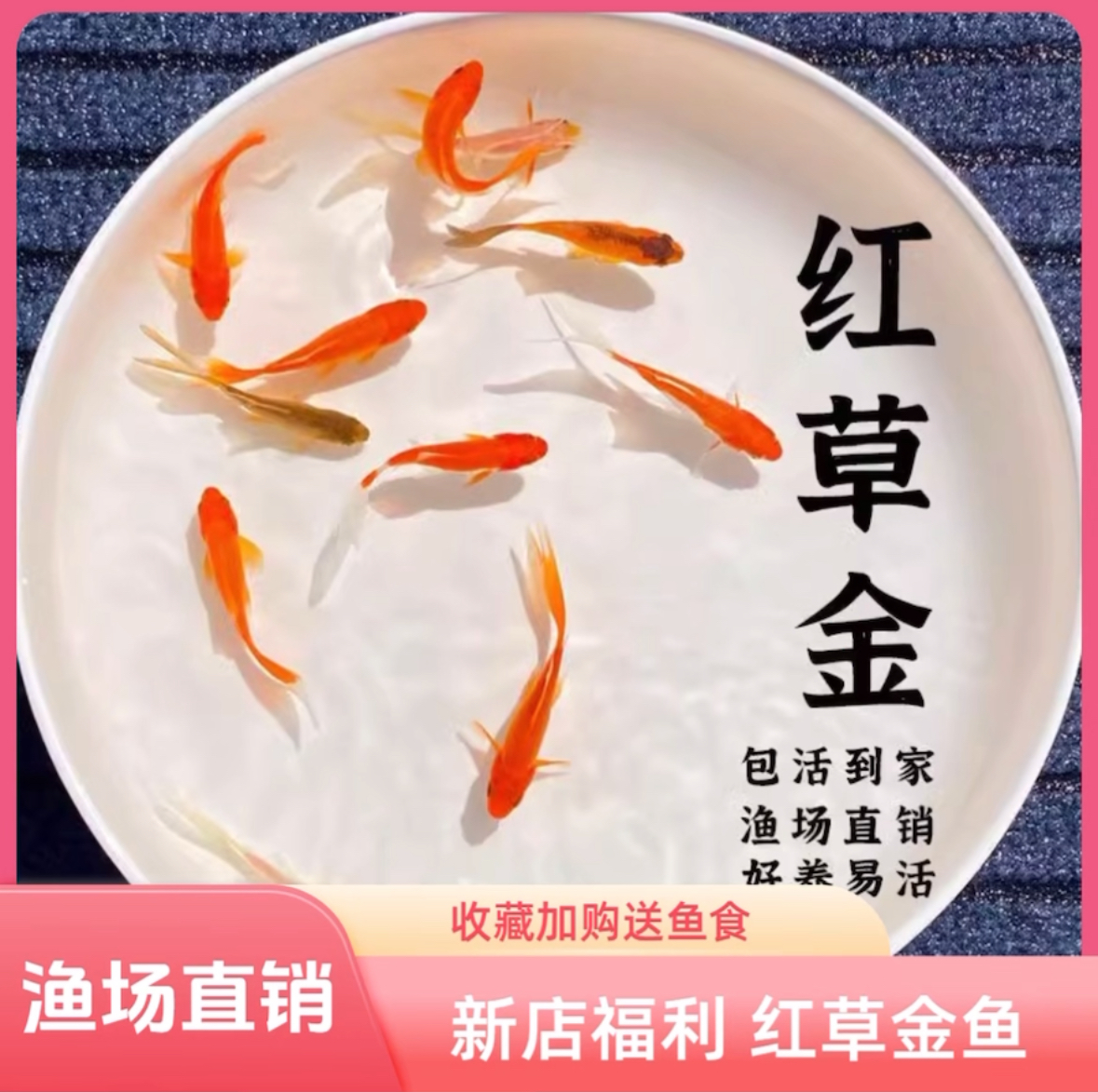 【13条精品草金鱼6-8厘米】好养耐活冷水鱼观赏鱼渔场直发