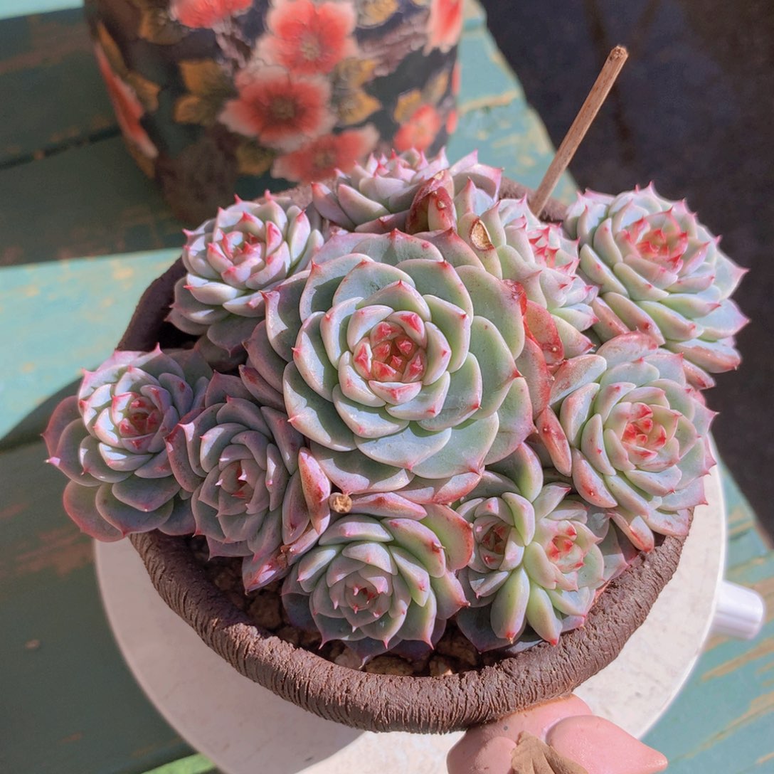 天鹅绒自然捧花无砍