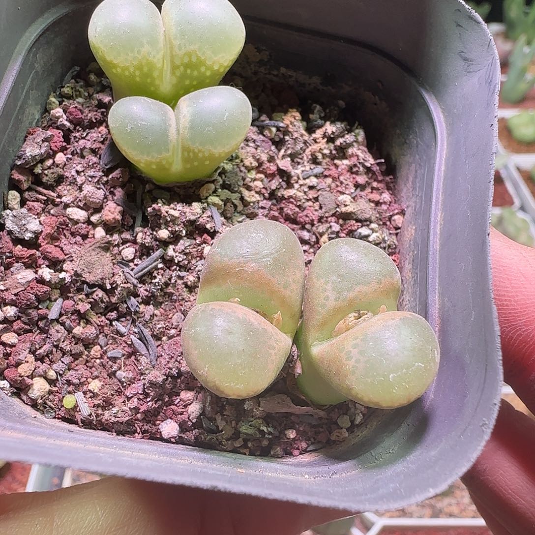 特价风铃。           739