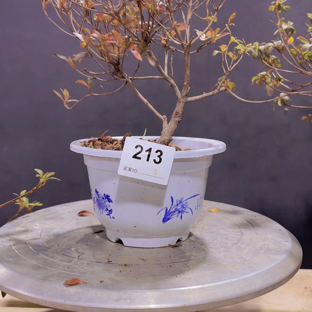 红陶直播时间一定一起