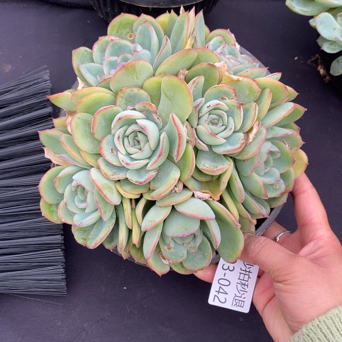 非**可两单包邮1203-42晨露