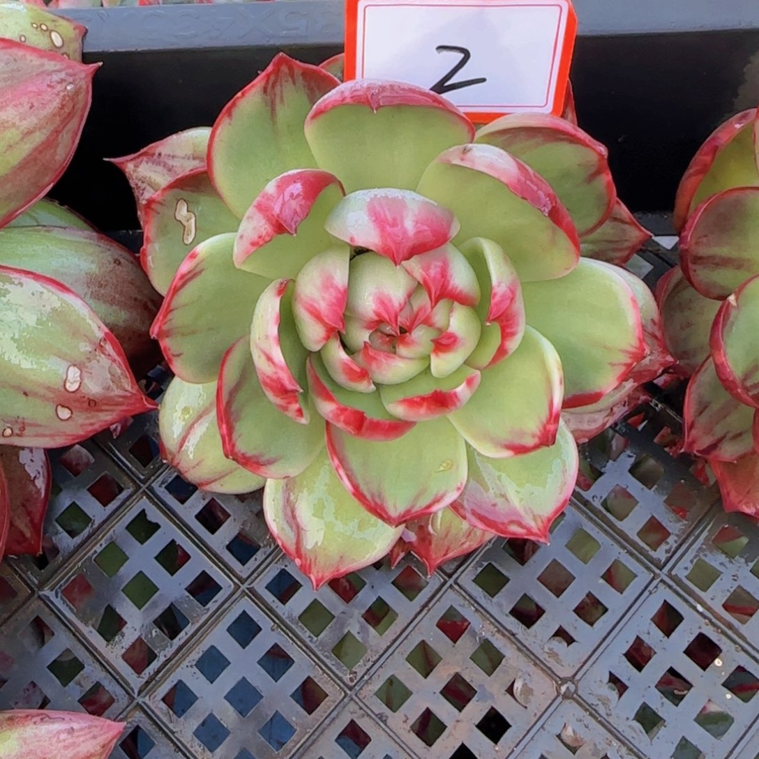 2                   