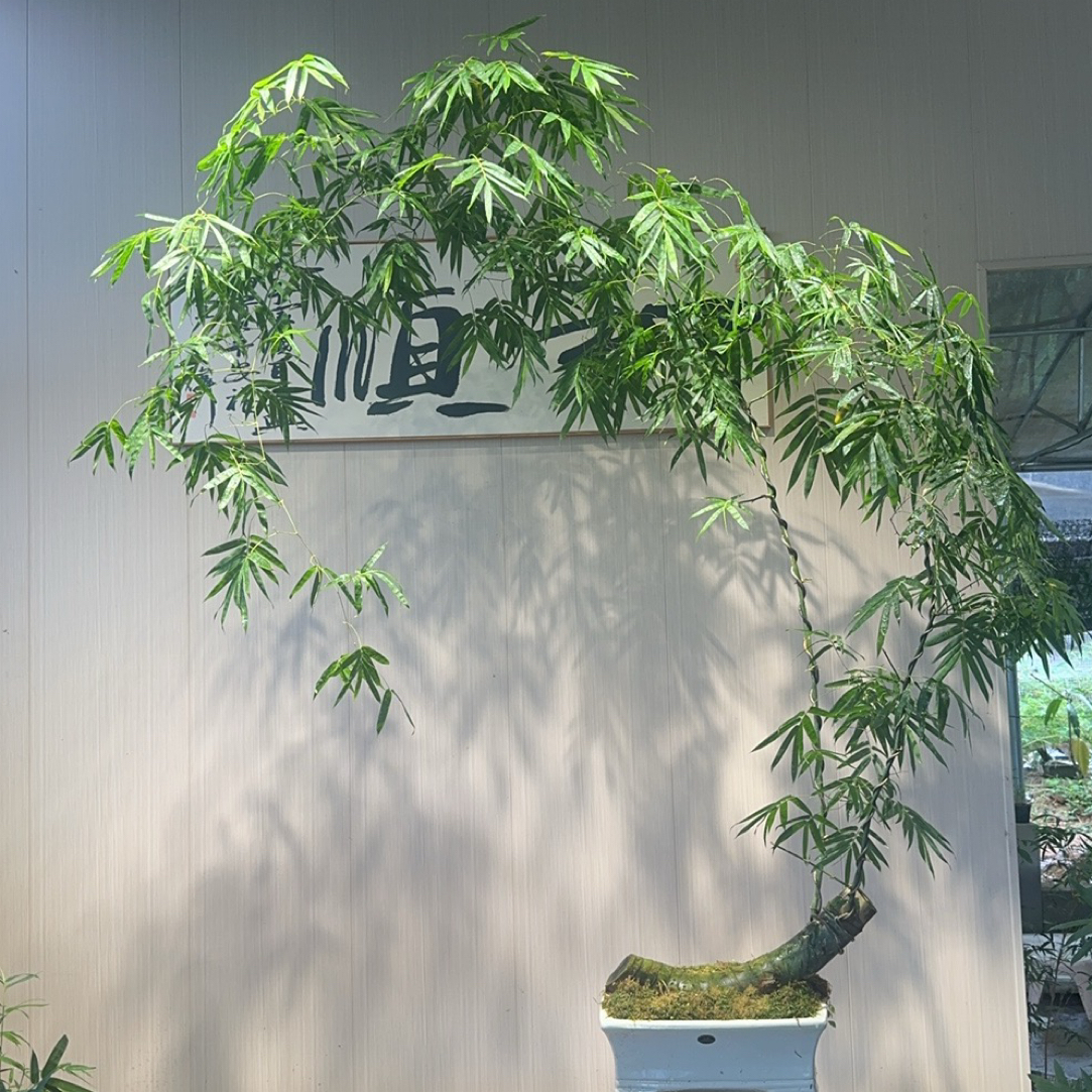 红观音竹飘枝意境室内观赏竹【一物一拍】