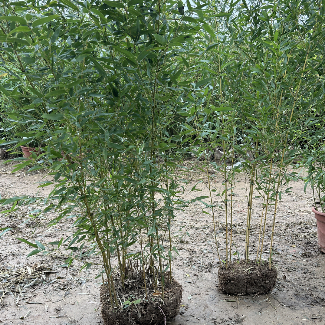 黄金间碧玉 盆栽竹苗金镶玉竹子 盆栽竹子苗 四季竹苗室内外绿植