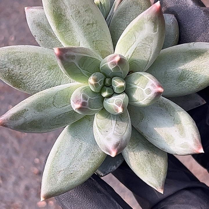 美人特价一物一拍