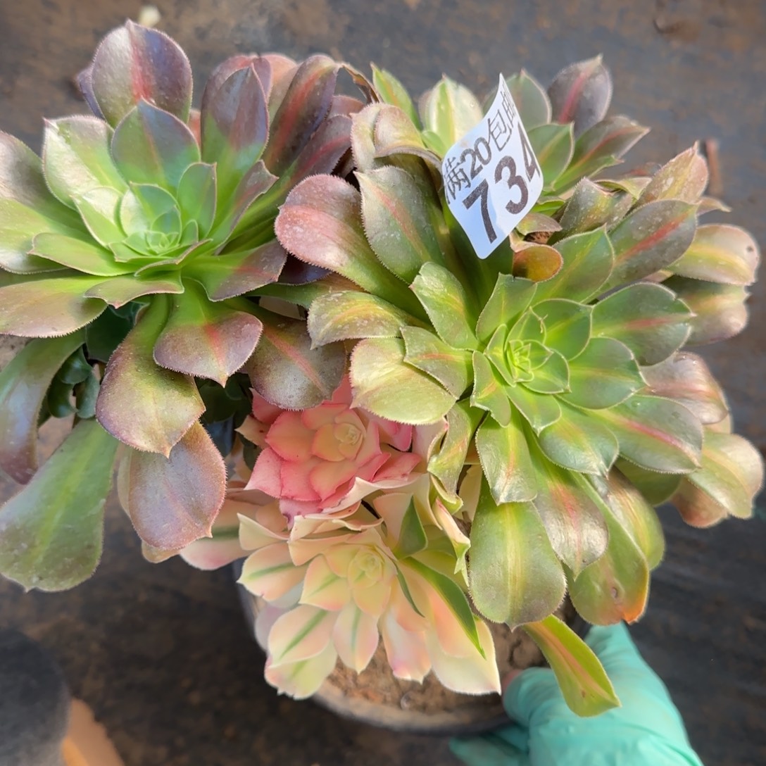 香妃中斑变异734满20包邮断枝不包