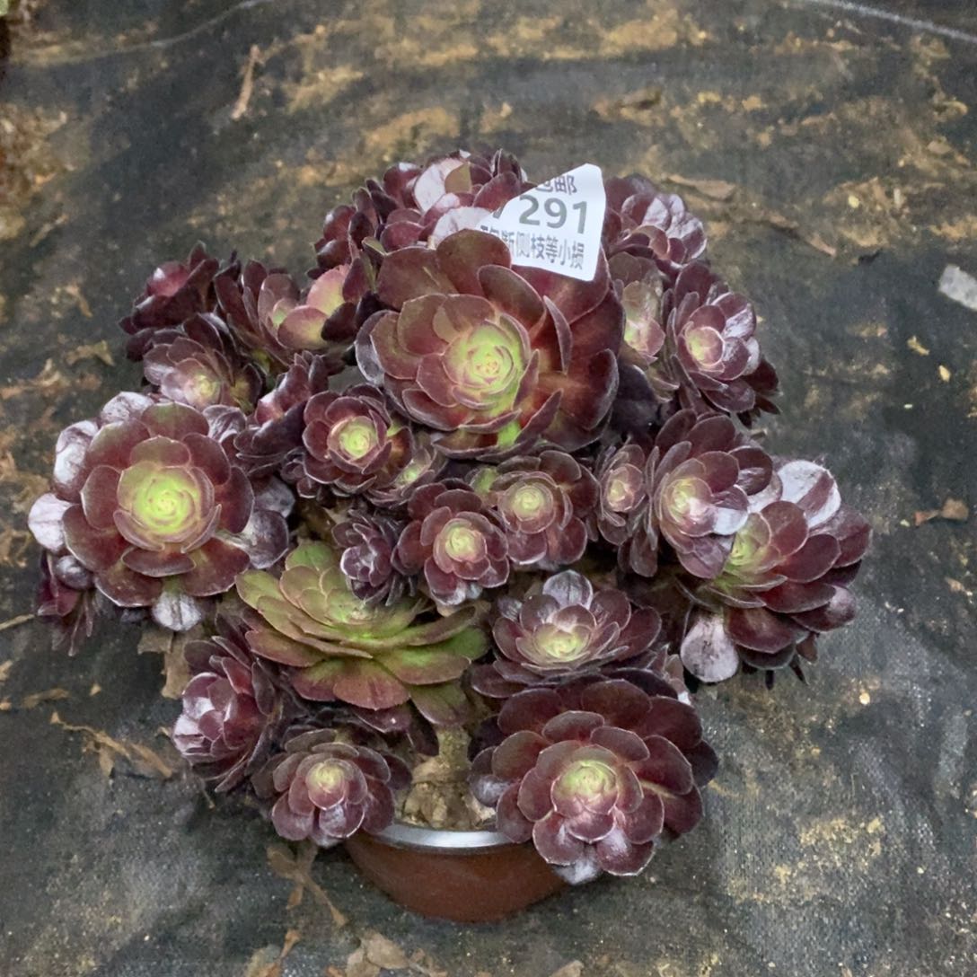 291黑魔花脸多肉有砍