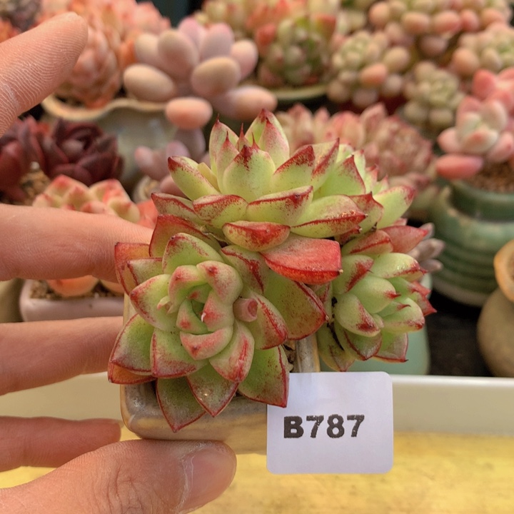 一物一拍满38包邮B787