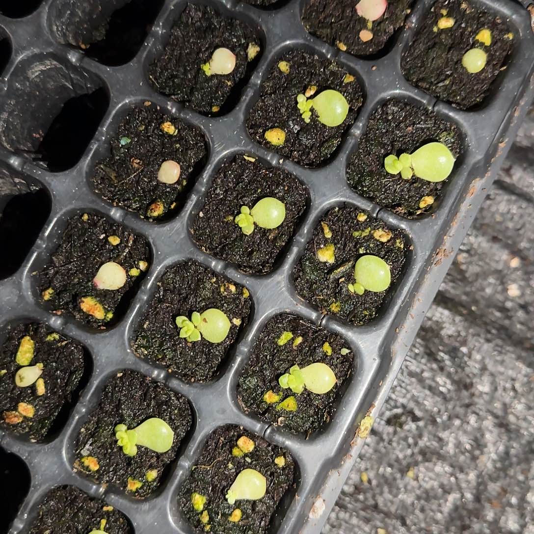A18 珍妮芝麻一个满25包邮