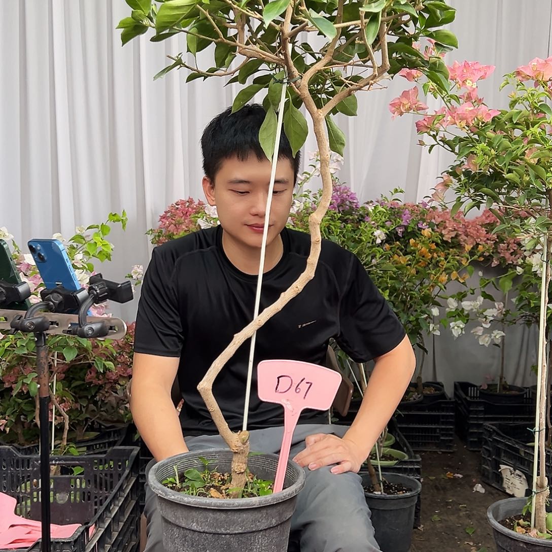 麦***琪当前无花栽培后可以开花 D67佩德罗