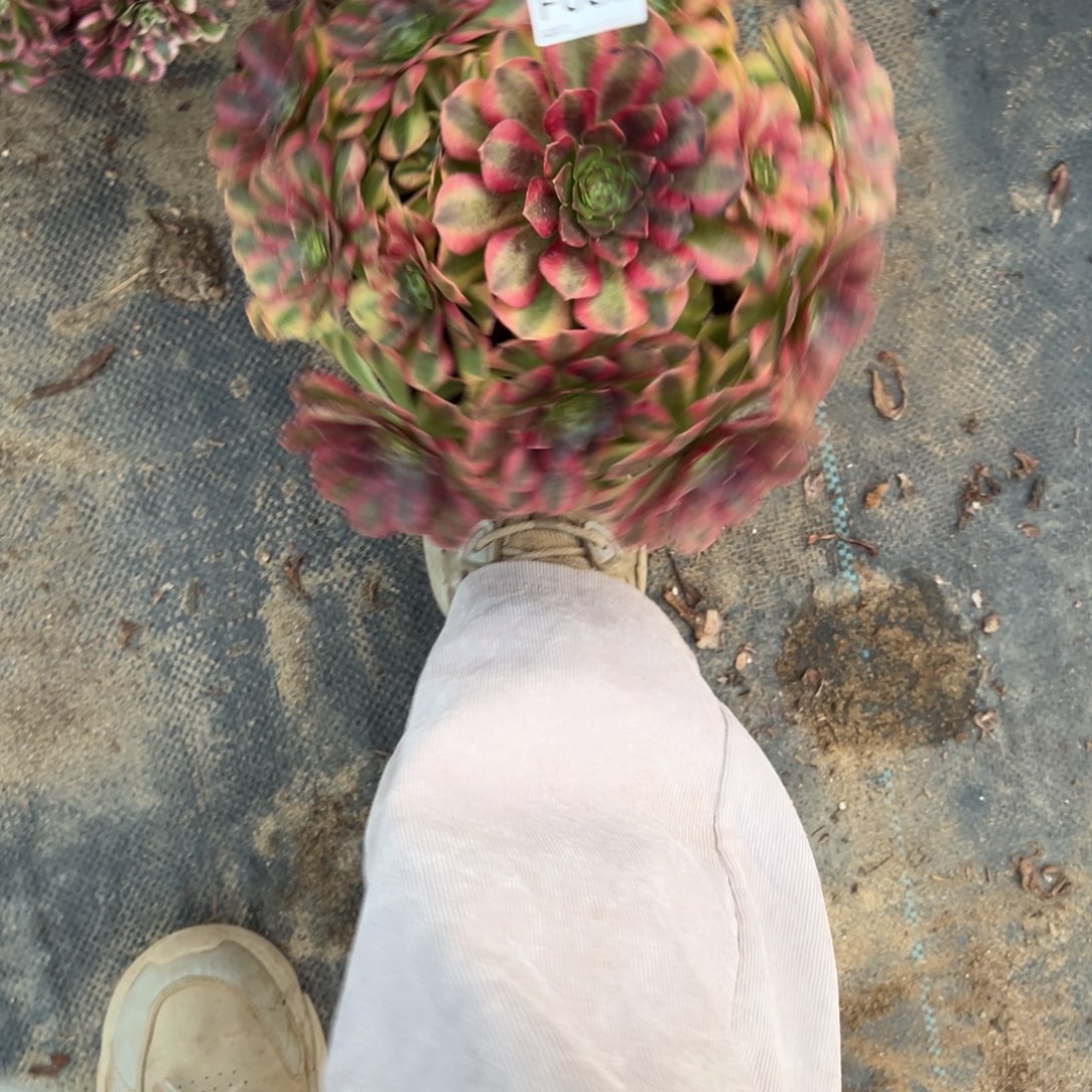 062雨荷多肉植物法师多肉