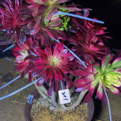 嫁接多头多肉植物211多肉不包断