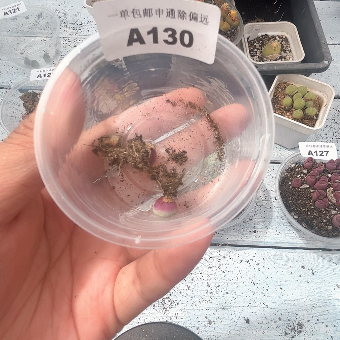 1109–番杏福利a130