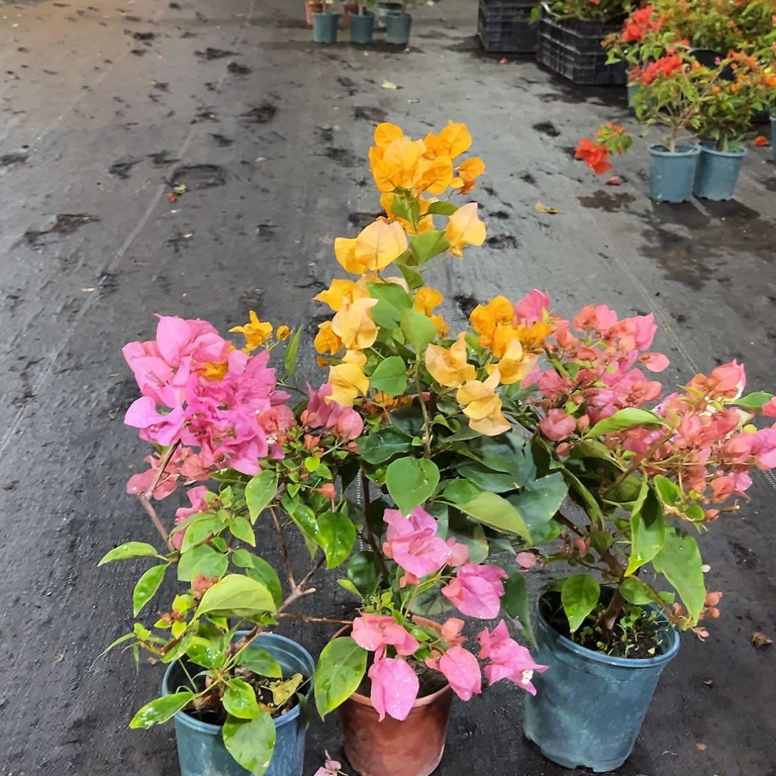 完全开放澄粉公主，加州黄，橙白