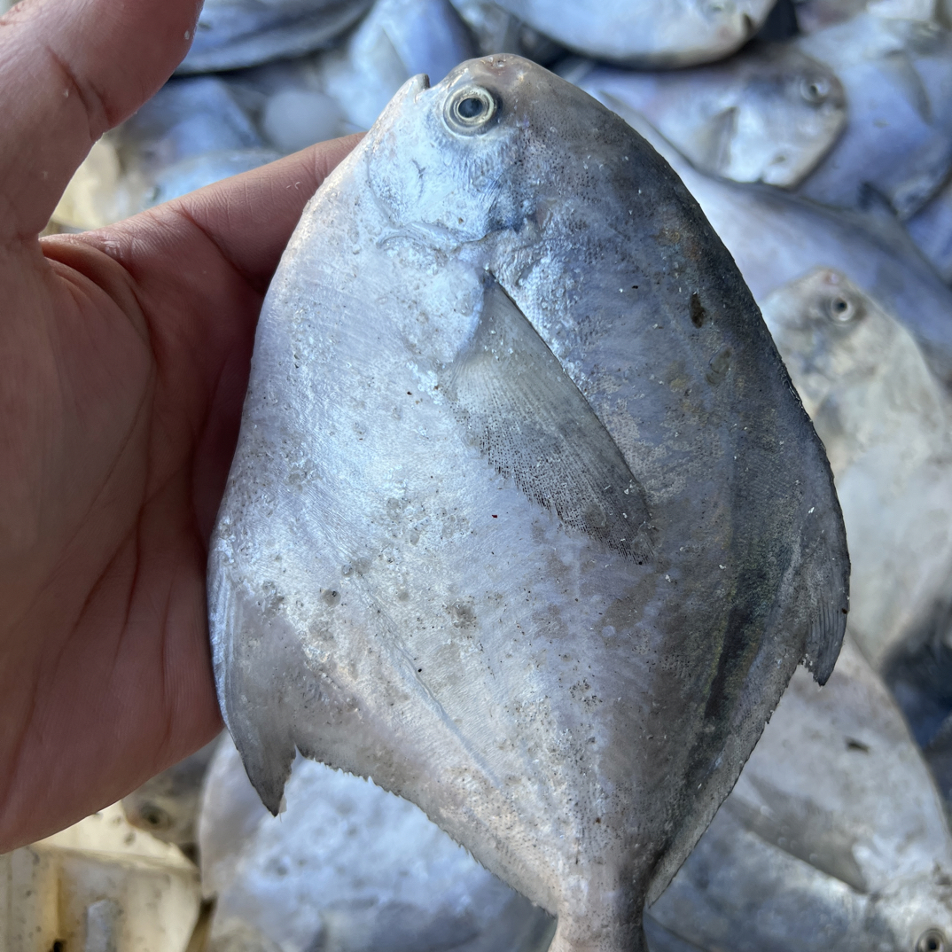 【日照码头直发】4斤野生海捕银鲳鱼 鲜鱼鲜发顺丰包邮